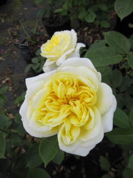Rosa Kronprinzesse Mary